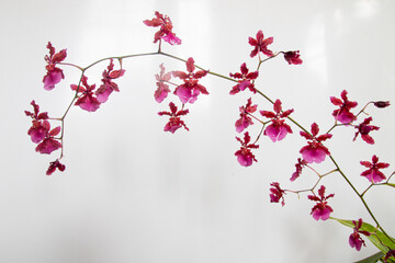Sprig of Beautiful Dainty Pink Oncidium Orchid Flowers