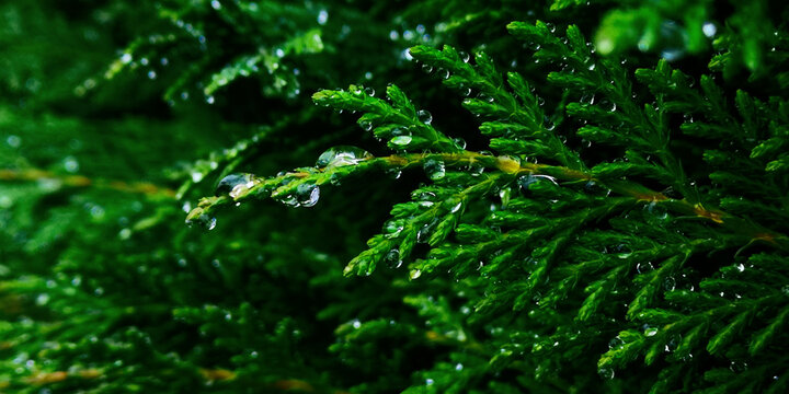 Close up selective focus of coniferous thuja branch covered with water drops after rain on blurry trees background,cloudy spring or summer day.Horizontal natural banner,copy space,green color shades.