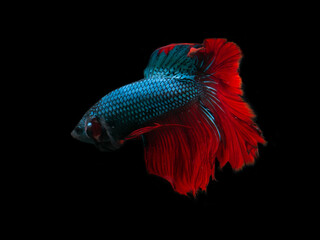 blue and red siamese fighting fish