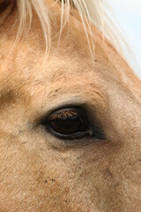 close-up of the eye of a chestnut horse grazing on grass