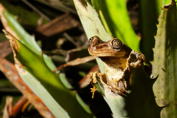 Jordan's Casque-headed Treefrog