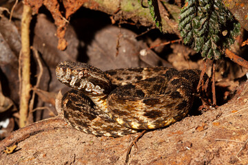  South American Lanceheads