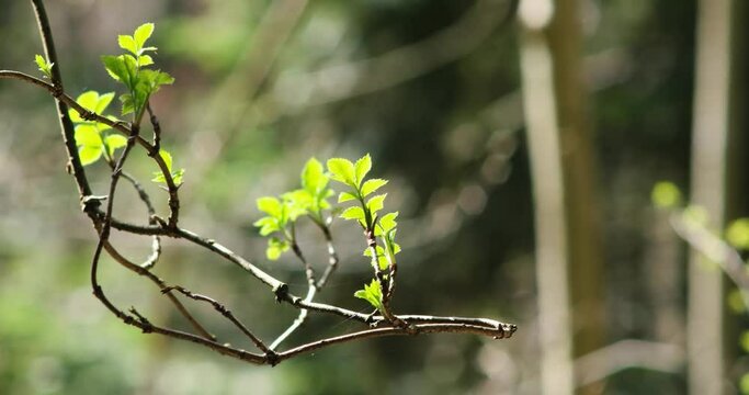 Fresh green spring tree branch buds moving in the slow breeze in the forest daytime people real time