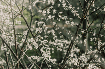Árbol blanco de cerezo floreciendo al comienzo de la primavera en un parque de Londres