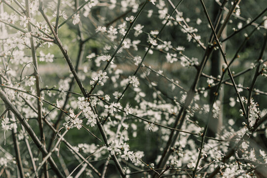 &Aacute;rbol blanco de cerezo floreciendo al comienzo de la primavera en un parque de Londres
