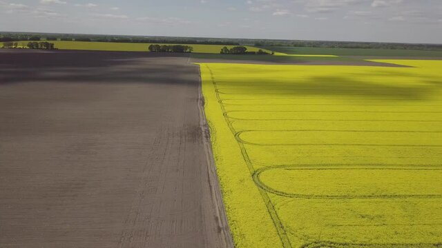 Colorful yellow spring crop of canola, rapeseed or rape viewed from above showing parallel tracks through the field. Aerial shot
