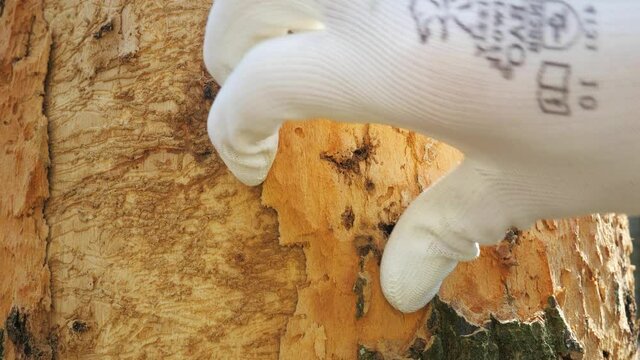 Oak infested with malignant insects. The larvae of the oak longhorn beetle destroyed the white matter under the bark. Forest worker show details.