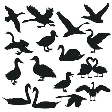 Swan Bird Animal Silhouette Illustration Vector. Duck Clip art Icon Design.
