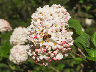 Korean Spice Viburnum or Snowball Viburnum carlesii, white rounded raceme and pink buds, close up. Fragrant Spicebush or Arrowwood is deciduous, flowering plant in the family Adoxaceae, Caprifoliaceae
