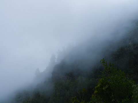 Pine forest in the mist © Alesander