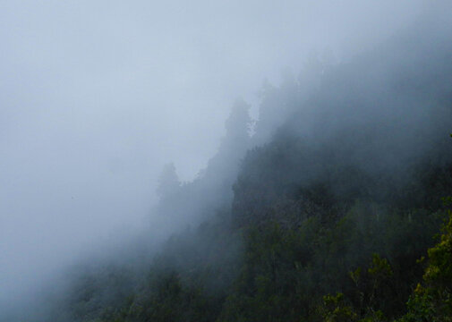 Pine forest in the mist © Alesander