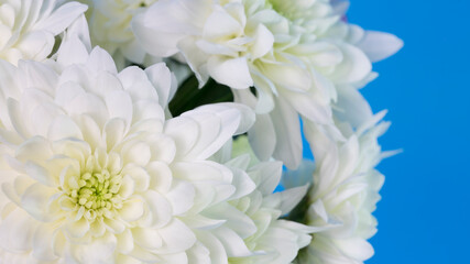 A bouquet of white chrysanthemum flowers (tinted) on a blue background. Creative layout for text. Flowers for the beloved woman