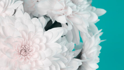 Fototapeta na wymiar White chrysanthemum flowers on a green background. Creative layout for text. Floral background. Spring flowers. flowers for a beloved woman