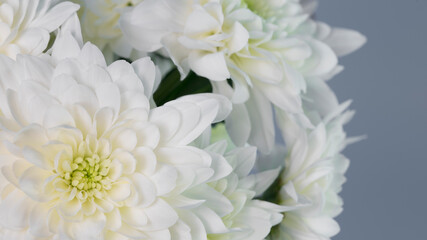 White chrysanthemum flowers on a gray background close-up. Floral texture. Flowers for the beloved woman