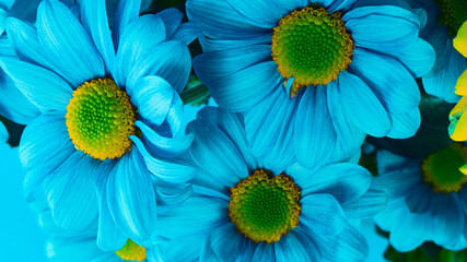 Chrysanthemum blue close-up. Floral background. Postcard