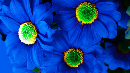 Dark blue chrysanthemums close-up. Flower background