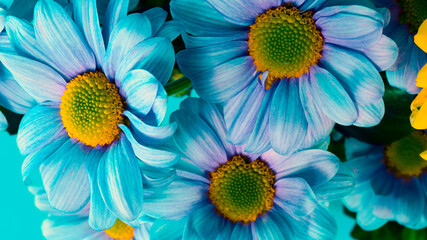 Chrysanthemum blue-violet, gradient color close-up. Floral background. Postcard