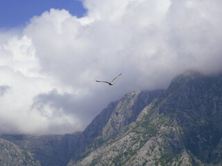 Ptak lecący wśród chmur nad górami - obrazy, fototapety, plakaty