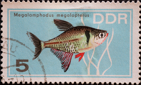 GERMANY, DDR - CIRCA 1966  : a postage stamp from Germany, GDR showing an ornamental fish: phantom tetra, Megalamphodus megalopterus