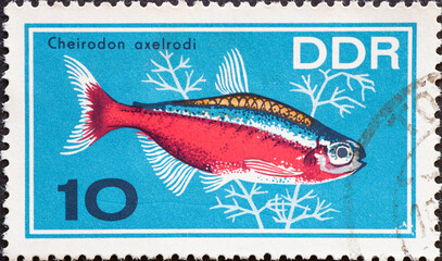 GERMANY, DDR - CIRCA 1966  : a postage stamp from Germany, GDR showing an ornamental fish: red...