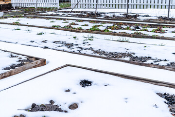 Home garden beds are covered with snow in spring, unexpected snow for gardeners