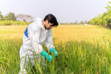 A scientist in full protective suit collecting samples of Agricultural plants potentially contaminated ,Plant disease ,field investigation concept
