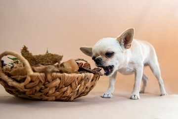 the dog eats dried meat lying in a wicker basket