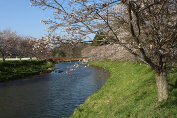 Fototapeta na wymiar 宇陀川と桜