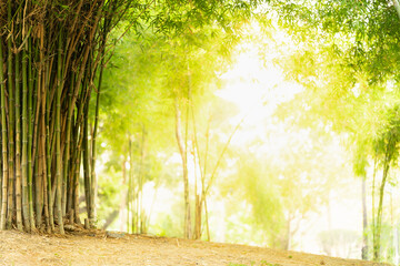 Nature of green bamboo tree in forest using as background bamboo leaves wallpaper