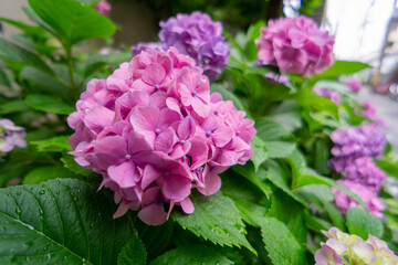 pink hydrangea flowers