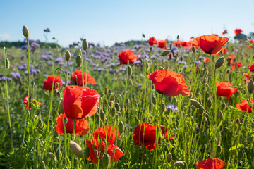 Fototapeta na wymiar colorful flower field with red poppies and phacelia blossoms