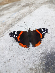 Fototapeta na wymiar Colorful butterfly on concrete floor urban street Nature background