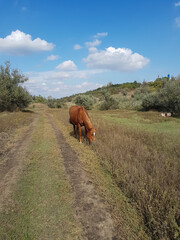 Naklejka premium Beautiful horse eating grass in a field