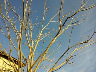 tree with bare branches without foliage in the garden on a sunny autumn day, blue sky, roof of the house