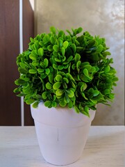 one decorative plastic plant on the shelf