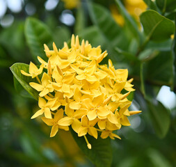 A beatiful Yellow Ixora flower with green leaves is blooming  in the garden.
