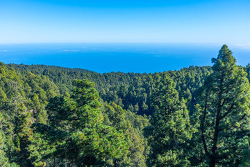 Pine forest at Caldera de Taburiente national park at La Palma, Canary islands, Spain