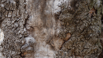 Wood texture, natural