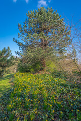 Gennevilliers, France - 02 27 2021: Chanteraines park. Nature in bloom in spring season. Carpet of yellow daffodils and the green conifer