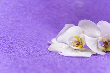 Fototapeta na wymiar White orchid on a purple cover. Purple background with tropical flower with copy space. Place for your text. Spring and summer time. Relaxation spa treatments