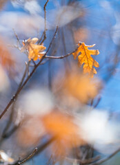 Pyrenean Oak - ROBLE REBOLLO o MELOJO (Quercus pyrenaica), Rascafría, Madrid, Spain, Europe