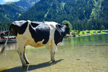 Gefleckte Kuh steht im Vilsalpsee im Tannheimer Tal