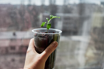 person holding a plant in a hand