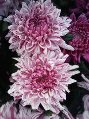 Beautiful chrysanthemum flowers outdoors Chrysanthemums in the garden