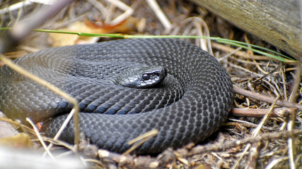 A poisonous black snake curled up in a ball, basking in the sun on a summer day, close-up. Viper in the wild.