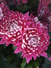 Beautiful chrysanthemum flowers outdoors Chrysanthemums in the garden