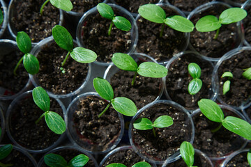 Cucumber plant in a garden