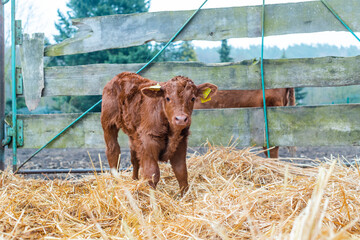 Kleines Kalb springt im Stroh