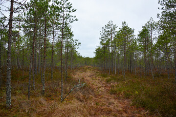 Sumpf in Estland Wald bei Tartu