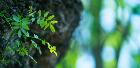 Fraxinus excelsior — known as the ash, or European ash or common ash, Herrería Forest, San...